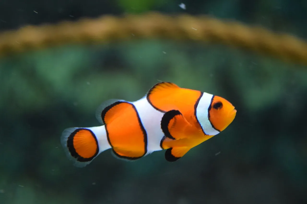 Akvarij za početnike: 7 koraka do prvih ribica bez tipičnih grešaka