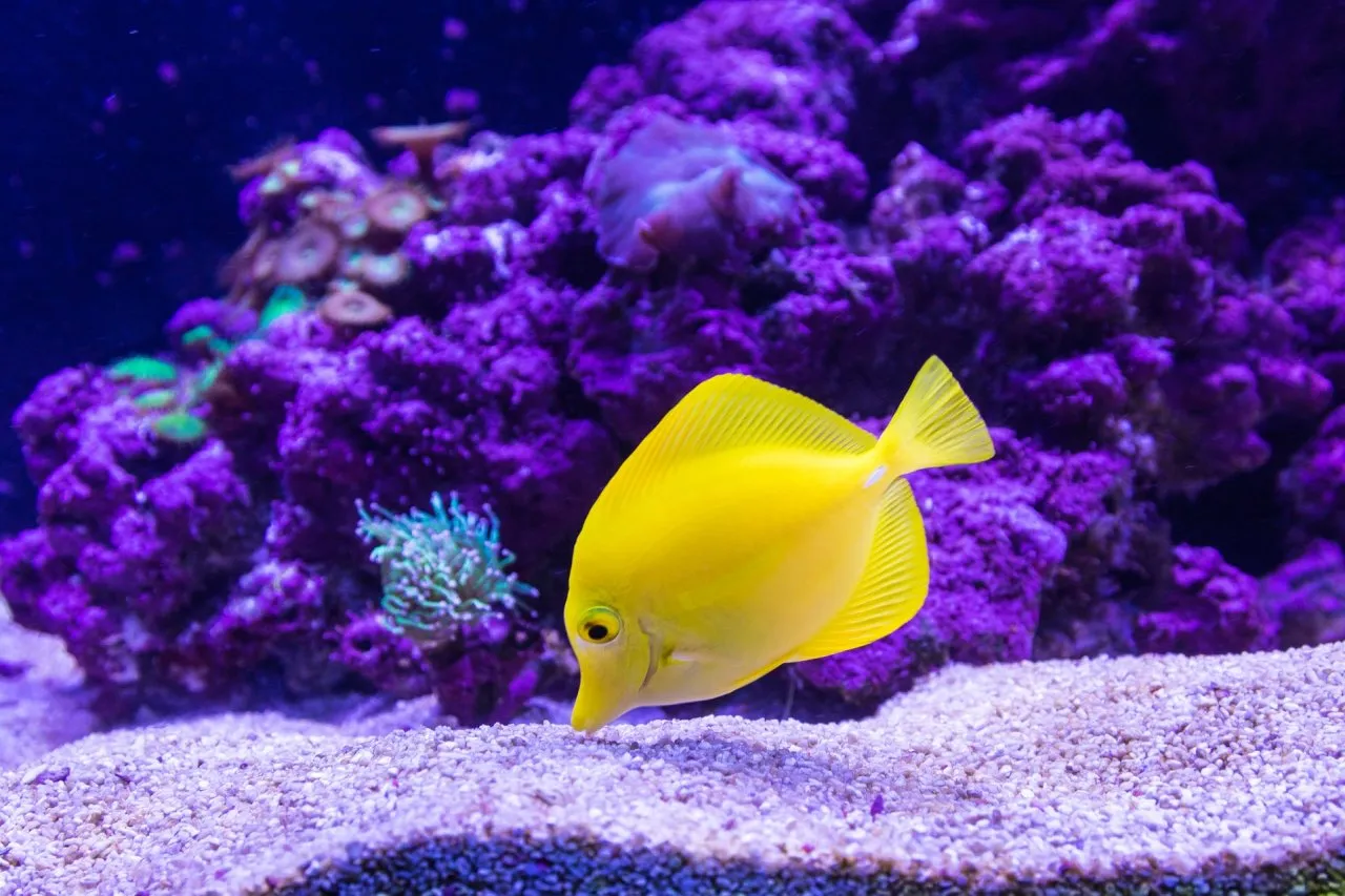 takemehome.liveaniti ribice u akvariju i održati ih zdravima | Briga o ribicama