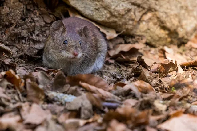 Kako spriječiti miševe da uđu u kuću | Rješavanje miševa